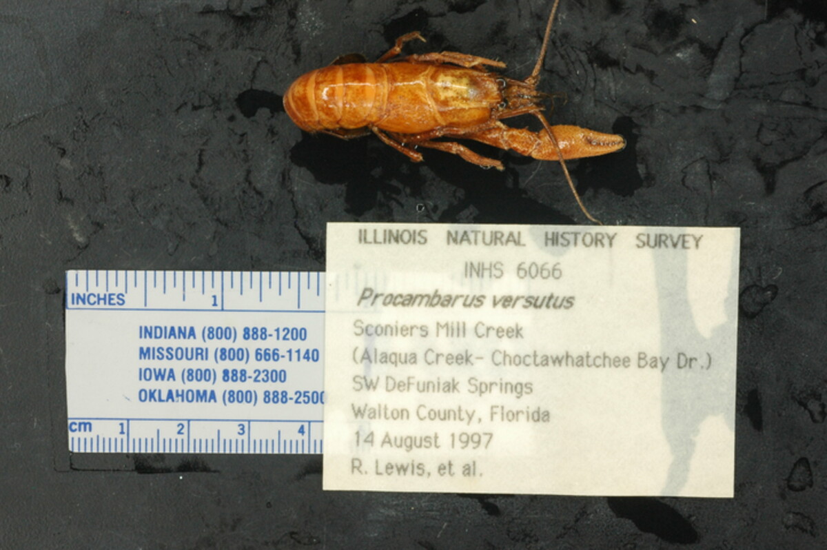 Procambarus versutus image